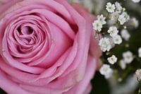 Lovely Pink