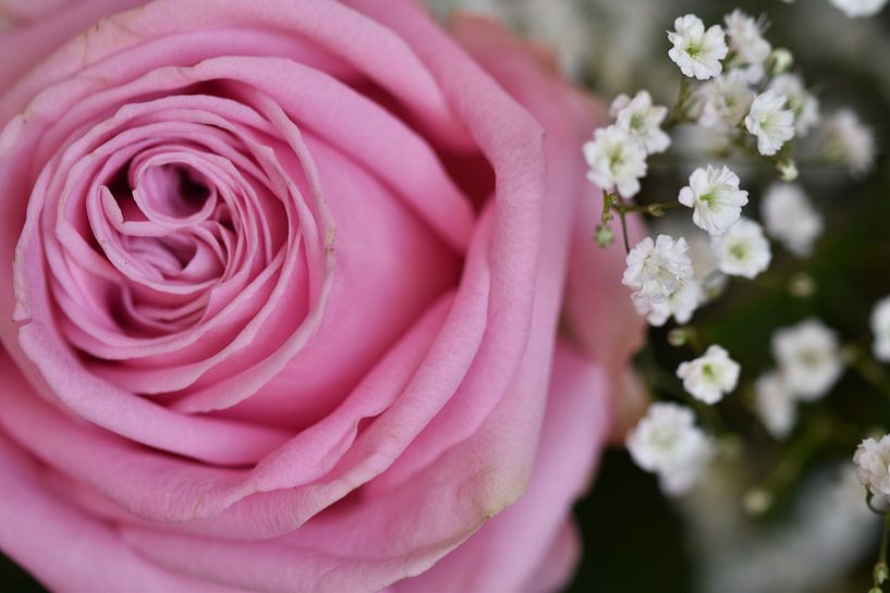 Lovely Pink by Lizette de Jonge