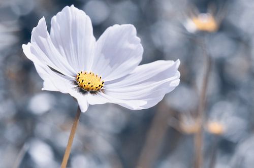 Cosmea