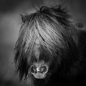 Pony Schwarzweiß-Portrait von Jeroen Mikkers