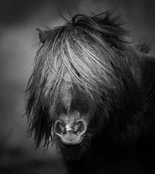 Portrait en noir et blanc d'un poney par Jeroen Mikkers