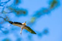 Een ooievaar vliegt ver in de lucht met blauwe achtergrond