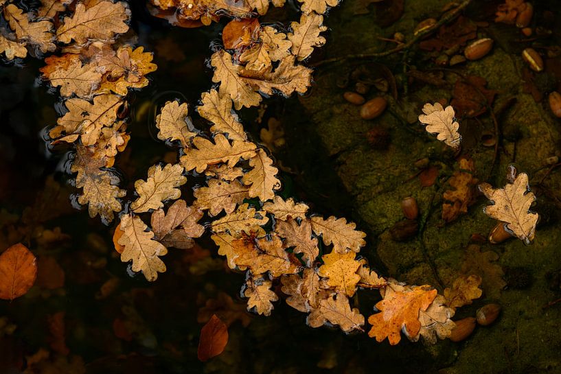 Submerged autumn by John Goossens Photography
