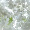 annabel...belle hortensia blanche sur Els Fonteine
