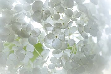 annabel..beautiful white hortensia van Els Fonteine