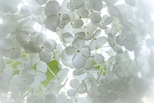 annabel..beautiful white hortensia