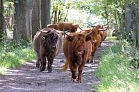 Scottish Highlanders on the promenade