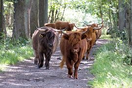 Scottish Highlanders on the promenade by Hilda booy