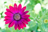 Kleurrijke bloem met bokeh achtergrond von Davey Poppe Miniaturansicht