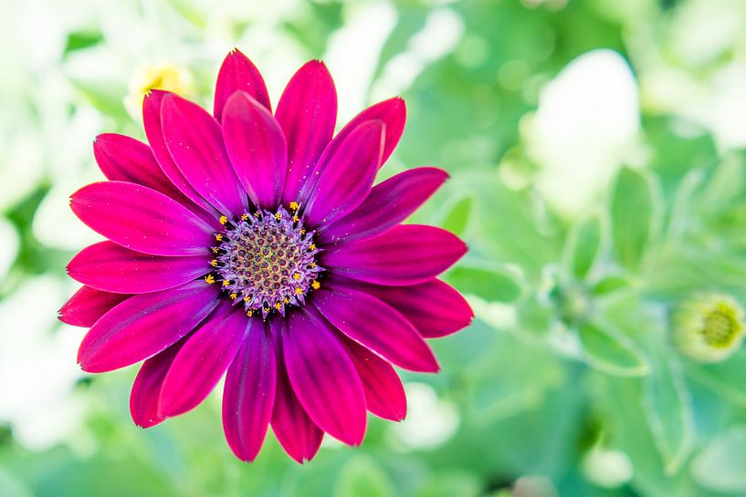 Kleurrijke bloem met bokeh achtergrond van Davey Poppe