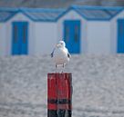 Meeuw op strandpaal. van Justin Sinner Photography ( Fotograaf op Texel) thumbnail