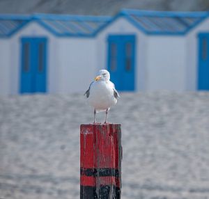 Möwe auf Strandpfosten. von Justin Sinner Pictures ( Fotograaf op Texel)