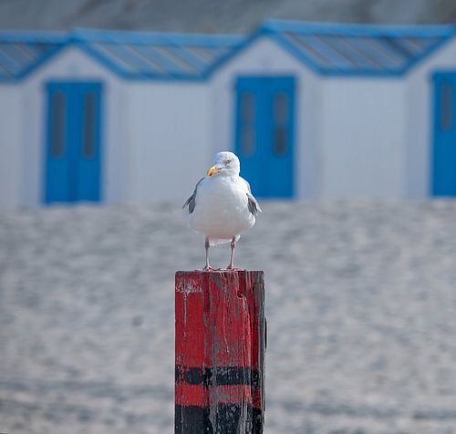 Meeuw op strandpaal.
