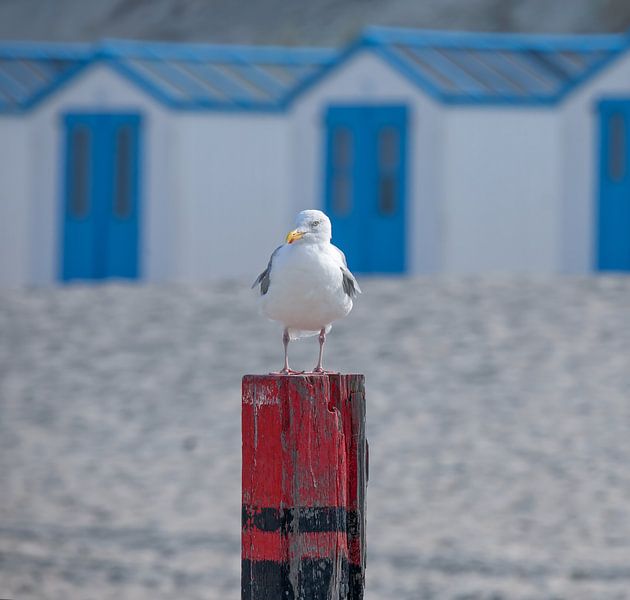 Meeuw op strandpaal. van Justin Sinner Pictures ( Fotograaf op Texel)
