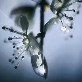 Blüte von natascha verbij