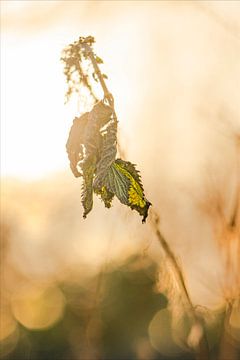 Here comes the sun 4. van Pieter van Roijen