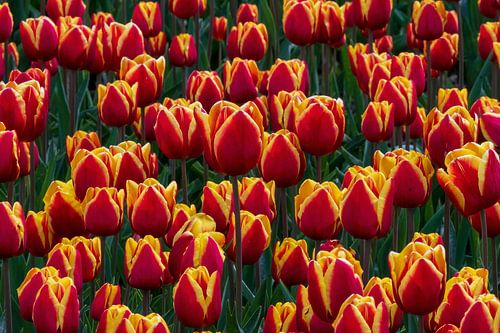 Des tulipes dans les champs de tulipes du Flevoland