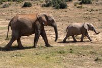 Elephant mother with child