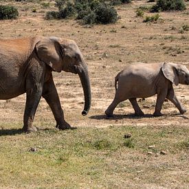 Olifant moeder met kind van Gertjan Hesselink