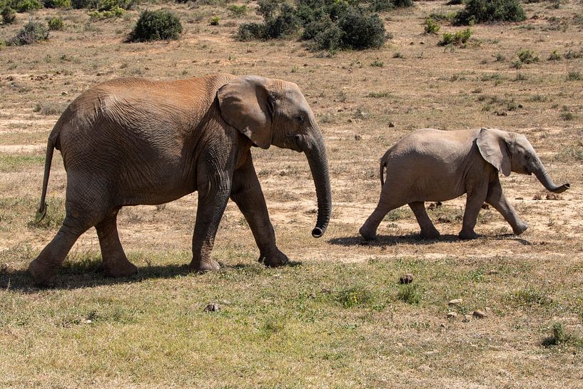 Elephant mother with child by Gertjan Hesselink