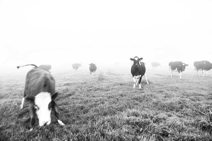 Waar is de bal, waar is de bal? by Jordy Kortekaas