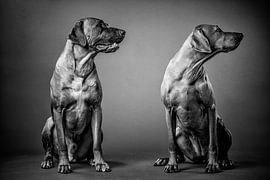 Ridgeback by Bob Van Hoyweghen