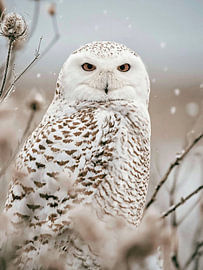 Sneeuwuil in een berijpt landschap – Winterse wildlifekunst