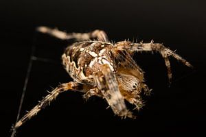 Petite araignée croisée (Araneae) sur sa toile.
