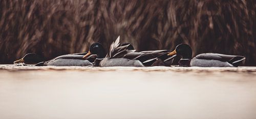 Enten im Einklang mit der Natur
