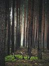 Der Schatz im Wald von Jakub Wencek Miniaturansicht