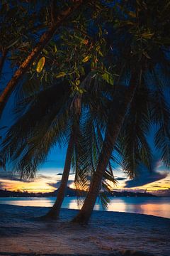 Palmboom in Thailand van Rene scheuneman