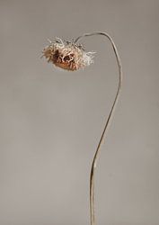 Trockene Blume