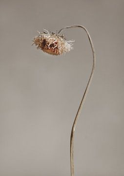 Trockene Blume von Melanie Schat