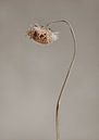 Dry Flower by Melanie Schat thumbnail