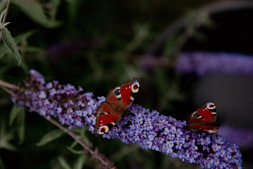 Butterfly pair by Sophie Luther
