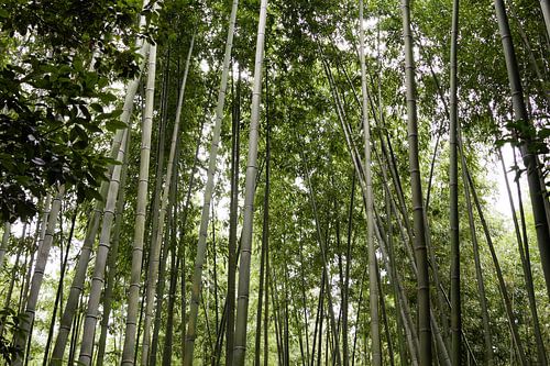Arashiyama bamboo forest in Japan
