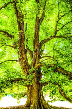 Baum von Harrie Muis