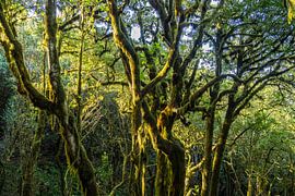Jungle La Gomera by Peter Schickert