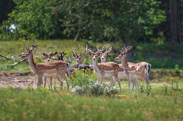 A pack of fallow deer by Anouschka Hendriks