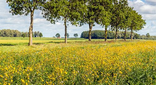 Flowering edge along a Dutch field by Ruud Morijn