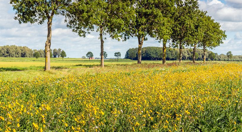 Blühender Rand entlang eines niederländischen Feldes von Ruud Morijn