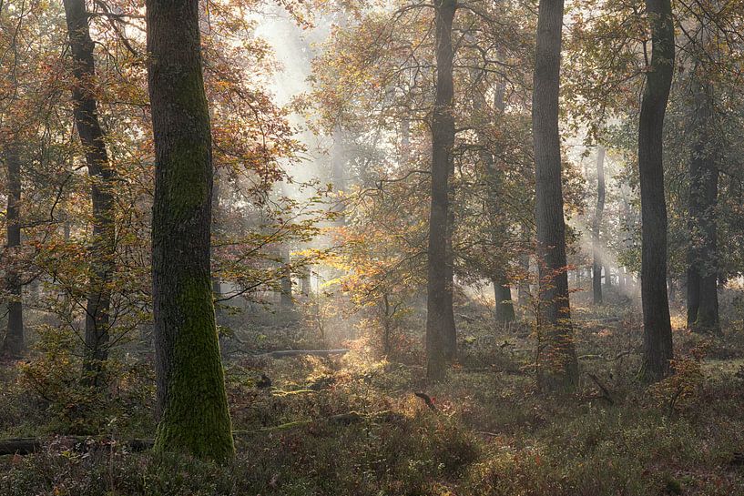 Mystisches Licht im Eichenwald von Cor de Hamer