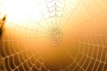 Spinnenweb in de herfst van Karin Jähne