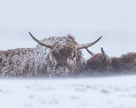 Highlanders take shelter in a snowstorm by natascha verbij