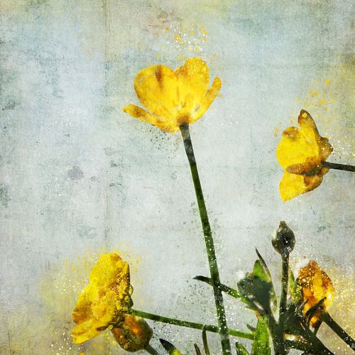 Boterbloemen na de regen