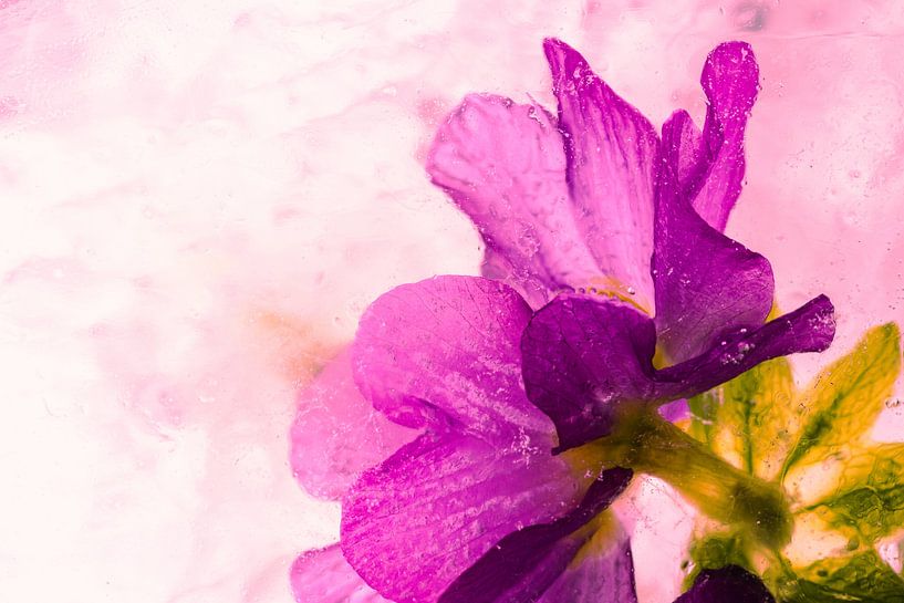Primrose in Ice 1, coloured pink by Marc Heiligenstein