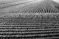 Graphic field