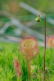 Zonnedauw met een hoedje von Eelke Cooiman