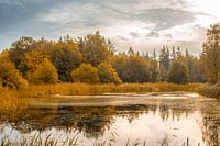 Autumn in the Kuinder forest