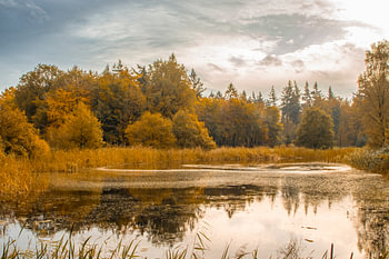 Autumn in the Kuinder forest